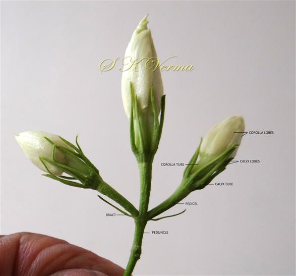  Inflorescence-Dichasial cyme